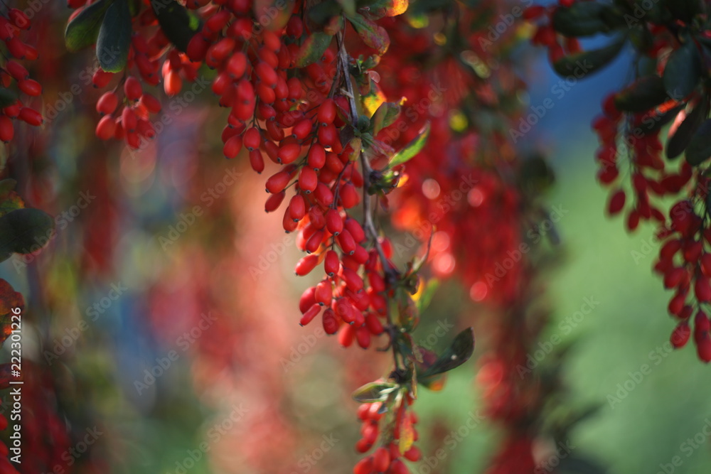 ripe barberry on the branches
