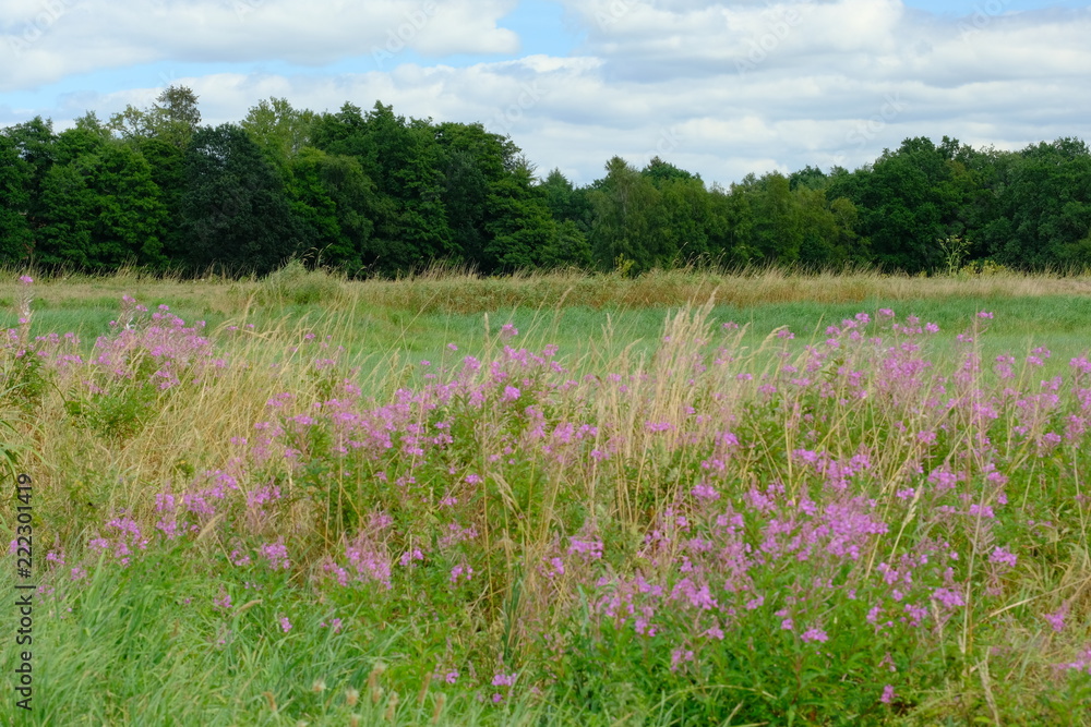Die Landschaft rund um Worpswede im Sommer im Flußverlauf der Hamme