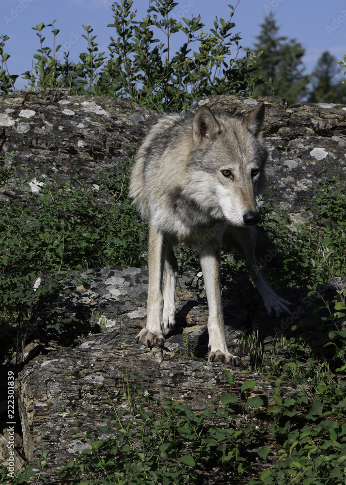 Obraz premium Watchful Gray Wolf