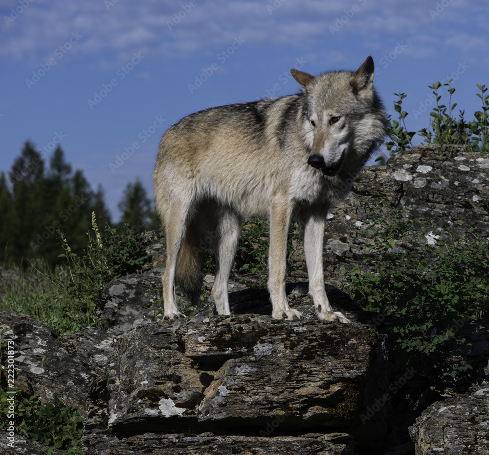Majestic Gray Wolf