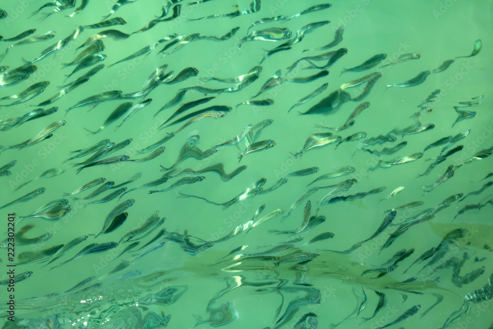 Millions of little fish under the sea water surface