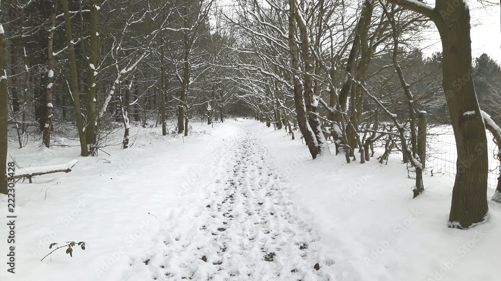 footprints in the snow footprints in the snow