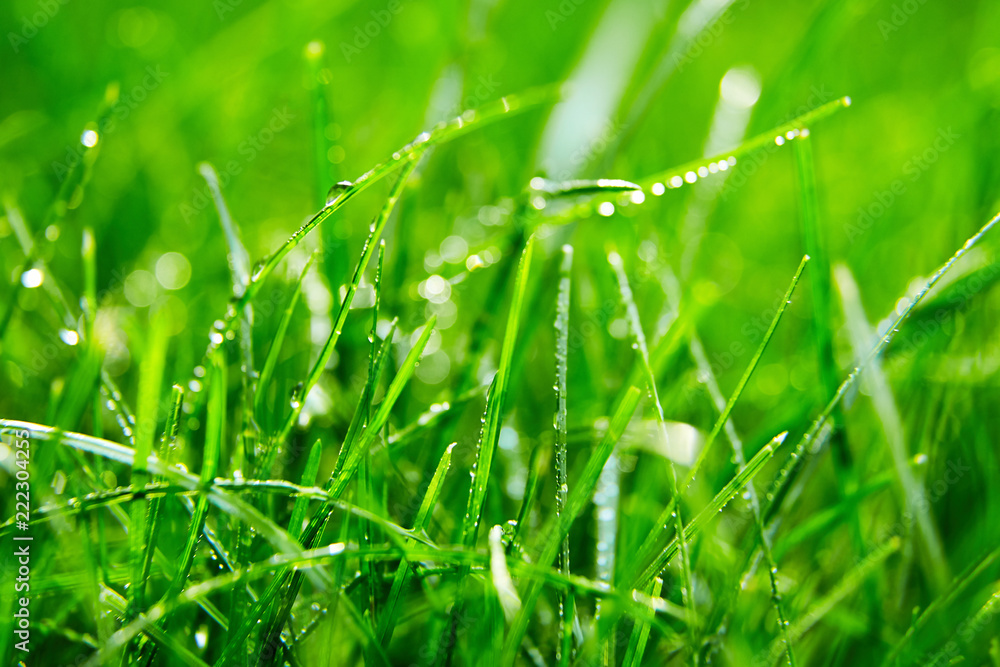 Obraz premium Green grass with water droplets on the leaves. Lawn. Morning freshness