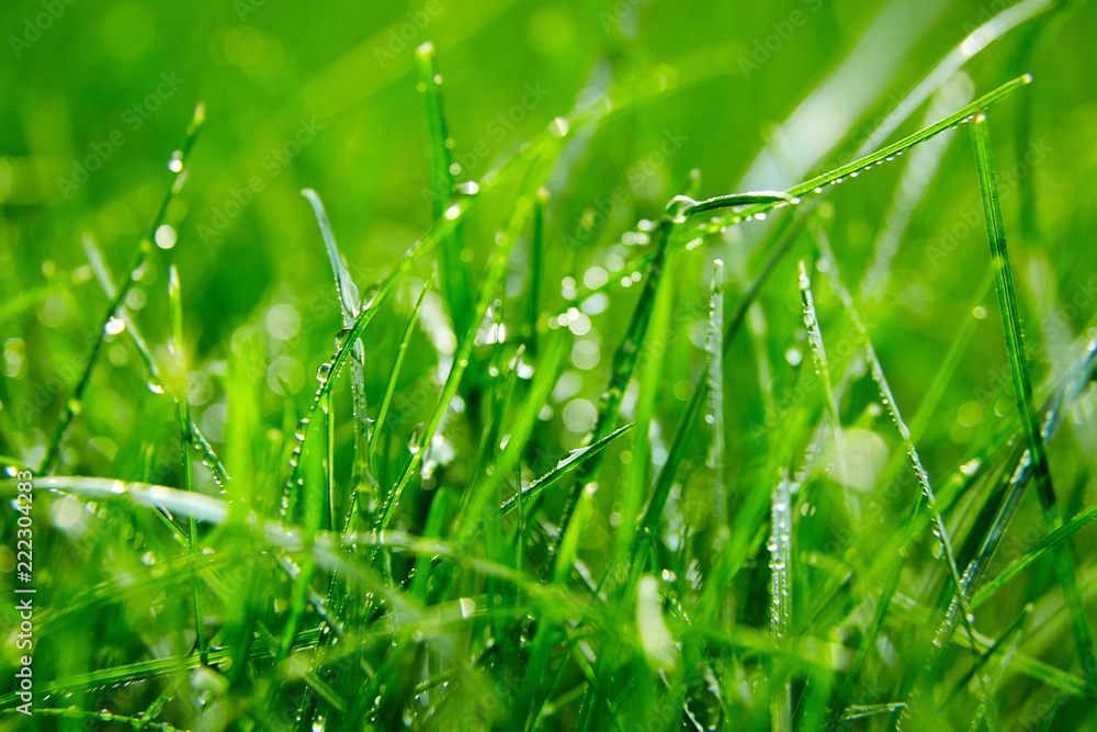 Obraz premium Green grass with water droplets on the leaves. Lawn. Morning freshness