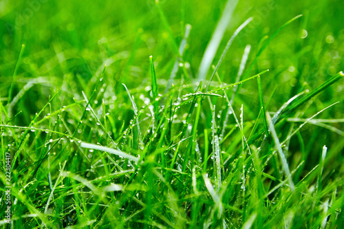 Green grass with water droplets on the leaves. Lawn. Morning freshness
