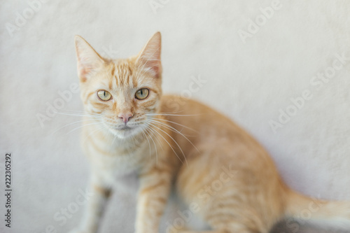 Lifestyle orange cat in a bright house