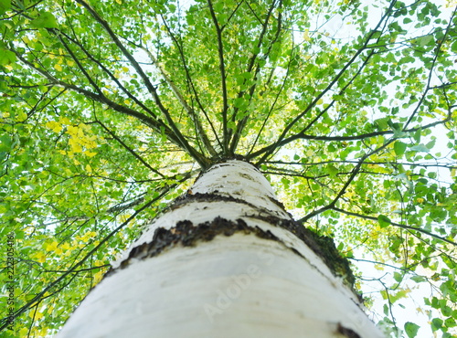 A birch tree with green leaves is a view from below on the crown