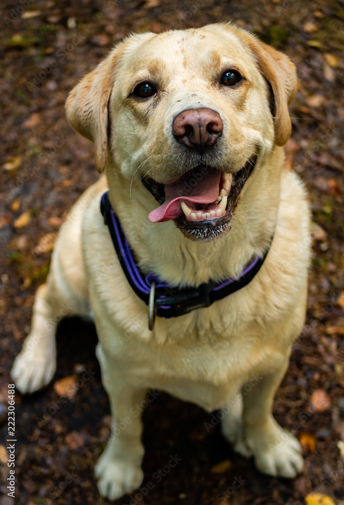 Labrador Retriever Smile And Happy, In The Forest.