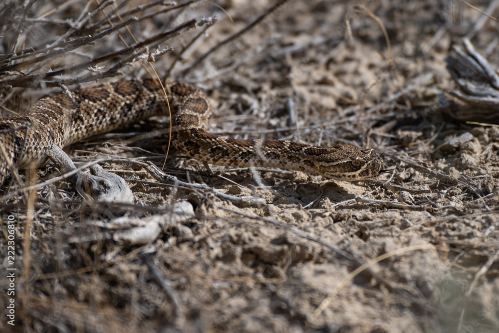 Fototapeta premium A Prairie Rattlesnake Slithering through the Brush on a Warm Summer Day in Colorado