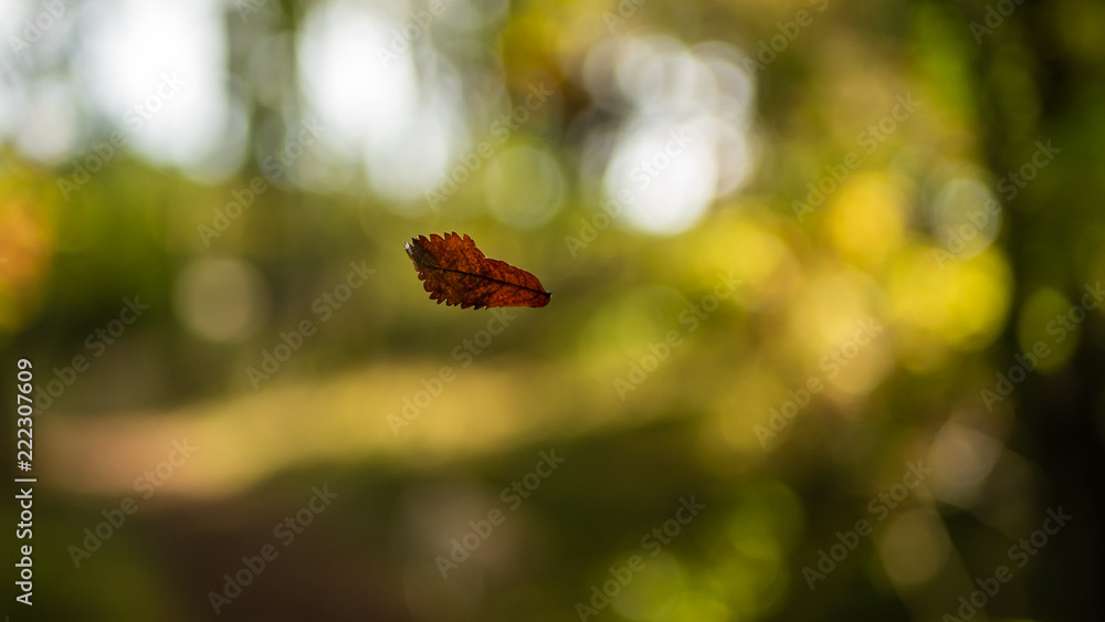 Single brown dry leaf falling down from tree in forest. Green and bright background.