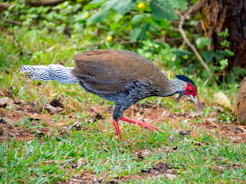 Beautiful nature Kalij pheasant (Lophura leucomelanos)of Asia Thailand. photo