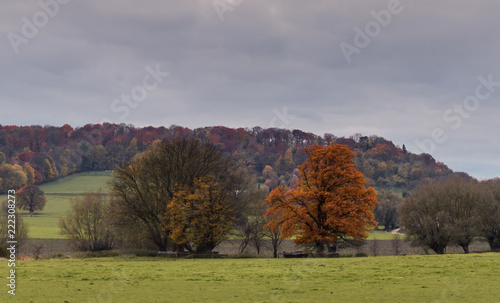 Bäume und Felder im Herbst am Waldrand