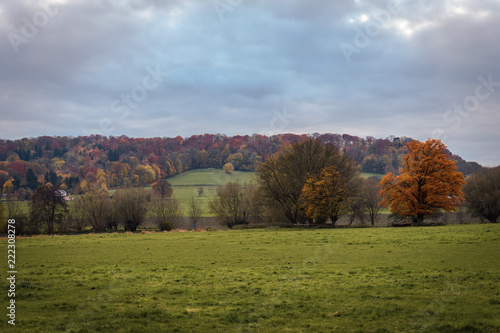 Bäume und Felder im Herbst am Waldrand