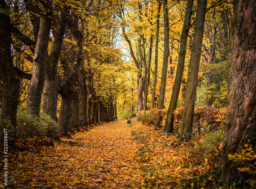 Obraz premium Waldweg im Herbst mit Laub bedeckt