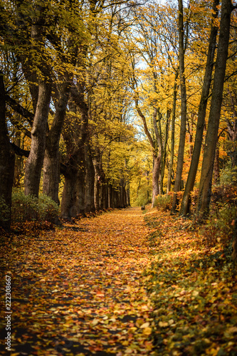 Fototapeta Naklejka Na Ścianę i Meble -  Waldweg im Herbst mit Laub bedeckt