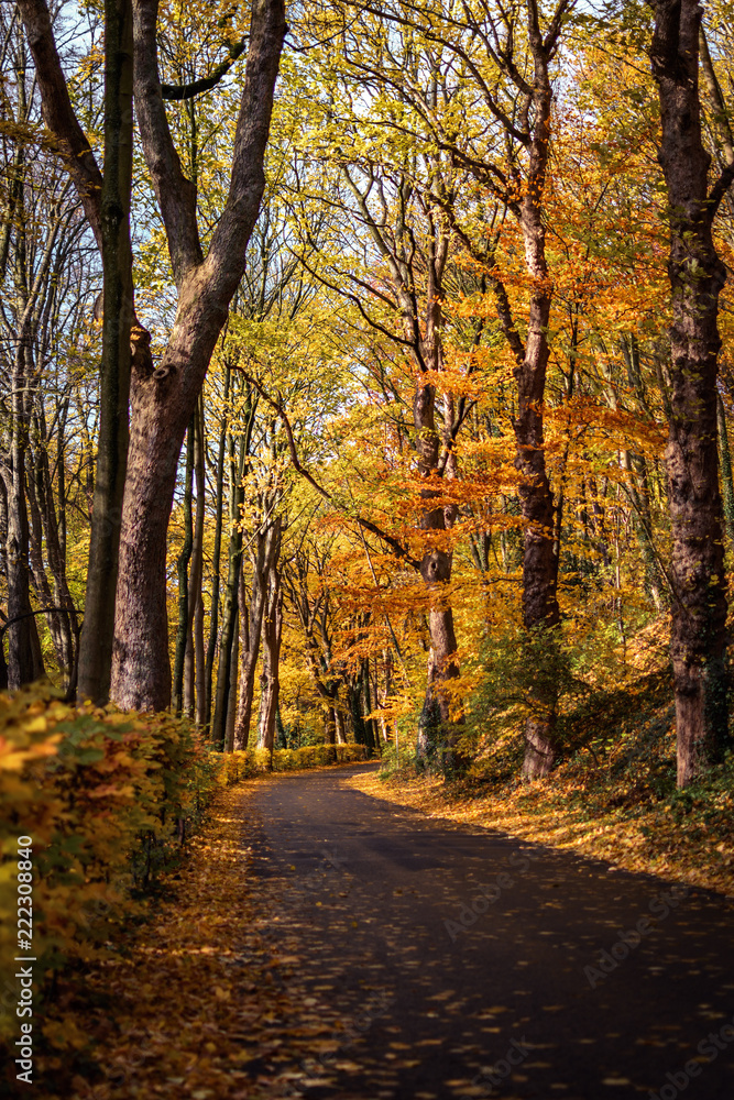 Straße im Herbst bei Sonnenschein mit Laub bedeckt