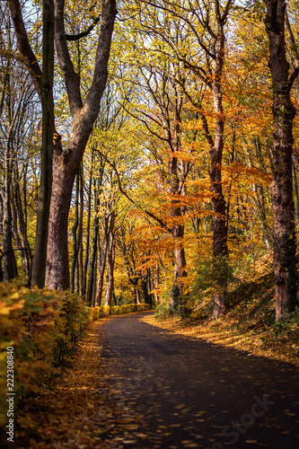 Straße im Herbst bei Sonnenschein mit Laub bedeckt © MD-Stockphoto