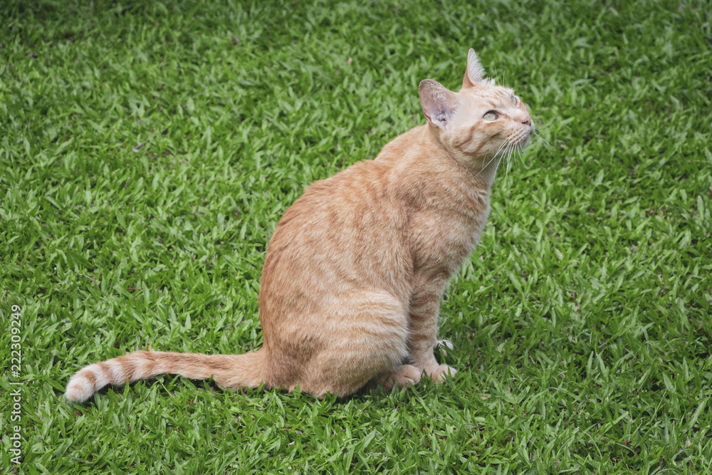 A ginger cat is sitting on a green lawn looking at something intensely