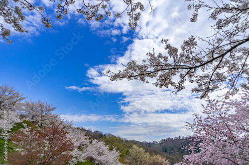 陸郷の山桜　夢農場　長野県池田町