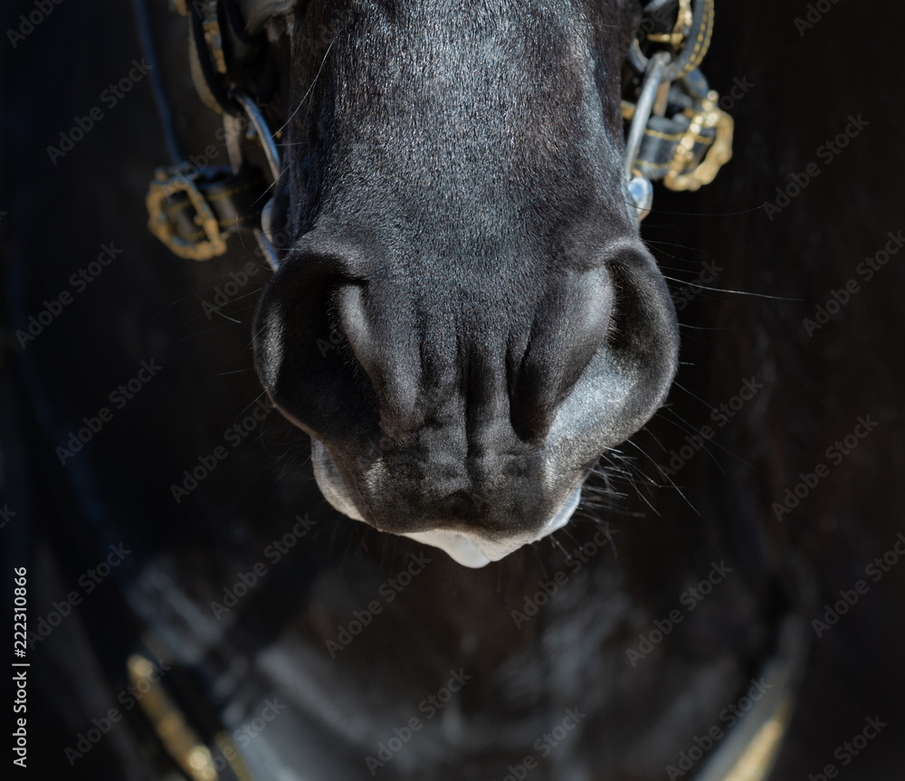 Nose of Spanish horse in dark colors. Stock Photo | Adobe Stock