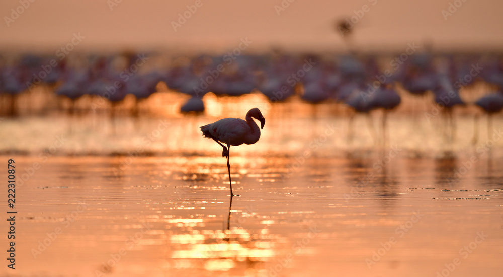 Fototapeta premium Silhouette of flamingo at dawn. Flamingo on the water of Lake Natron at sunrise. Lesser flamingo. Scientific name: Phoenicoparrus minor. Tanzania