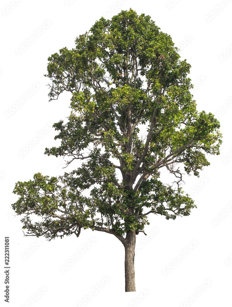Obraz premium isolated tree on white background