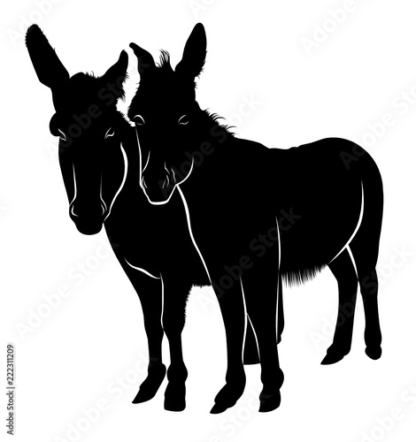 donkeys isolated on white background