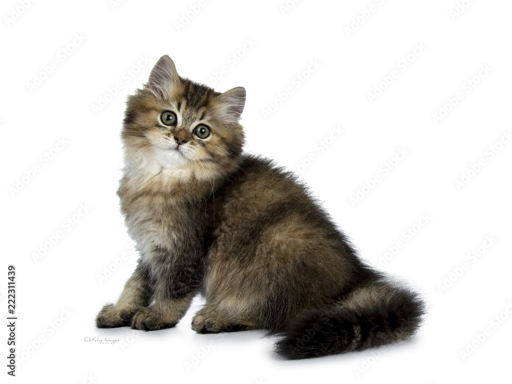 Fluffy British Longhair kitten sitting side ways with tail curled to the side, looking towards camera, isolated on white background
