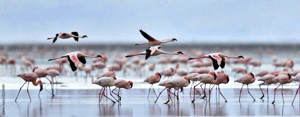 Naklejka premium Kolonia flamingów na jeziorze Natron. Lesser Flamingo Nazwa naukowa: Phoenicoparrus minor. Tanzania Afryka.