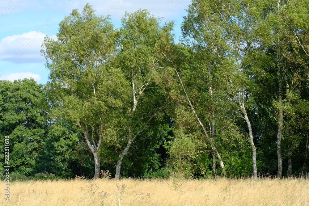An der Hamme im Sommer in der Umgebung von Worpswede