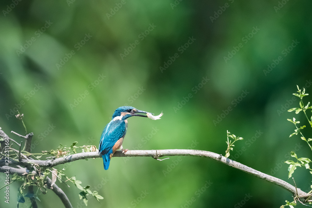 kingfisher eating fish closeup