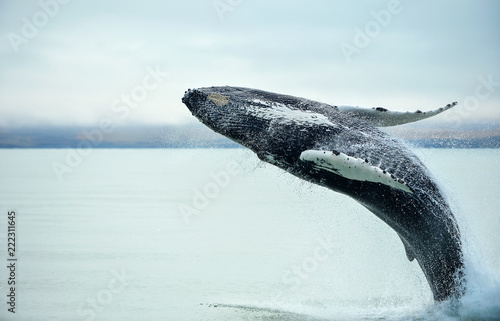 Humpback Whale (Megaptera novaeangliae) breaching near Husavik City in Iceland. photo