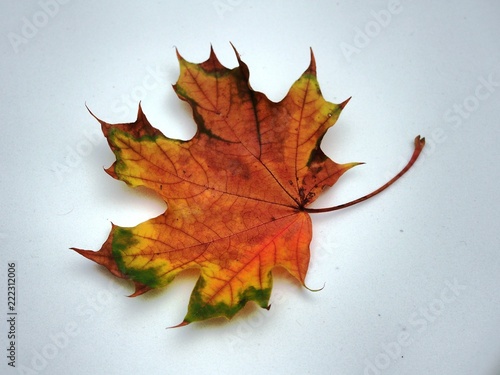 Fallen autumn maple leaf on white background. Autumn.