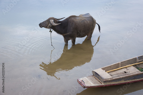 A water buffalo is standing in a muddy shallow water near a riverbank with a wooding rowboat floating beside it