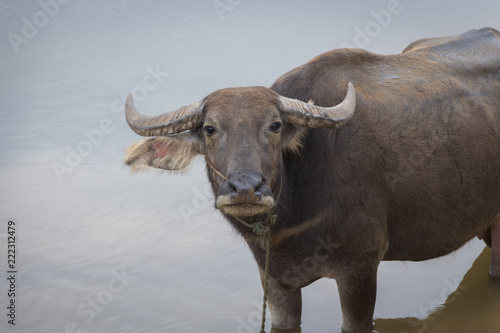A water buffalo is standing in a muddy shallow water near a riverbank