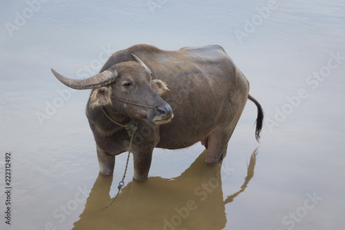 A water buffalo is standing in a muddy shallow water near a riverbank