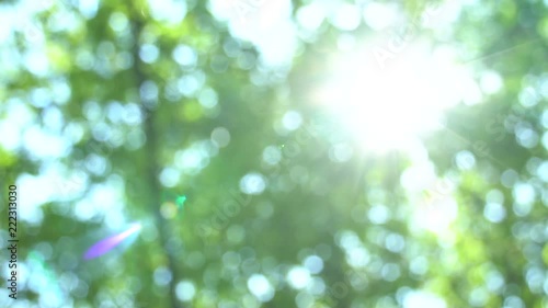 Swaying in the wind defocused bright summer sunny green background with bokeh and glares. Summer warm afternoon in canopy of trees