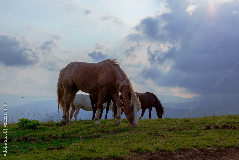 horse pasture in the mountains