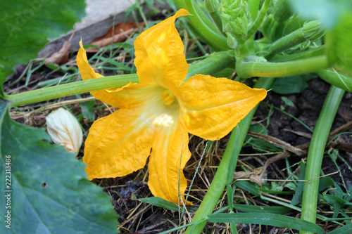 yellow zucchini flower