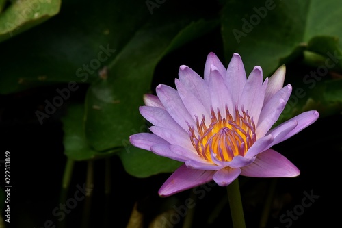 purple lotus in water