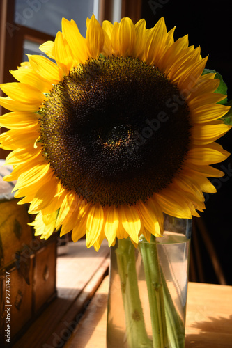 Fototapeta Naklejka Na Ścianę i Meble -  Stunning Yellow Helianthus Flower Blossom in the Summer