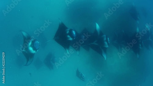 Wallpaper Mural Manta Rays in Hanifaru bay, Maldives Torontodigital.ca