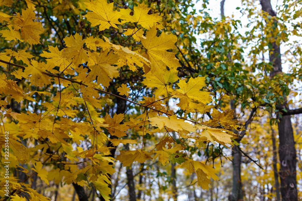 yellow tree, autumn background yellow tree, autumn background