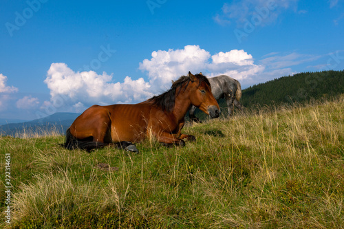 horse pasture in the mountains © Farik