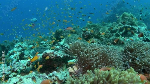 Beautiful colorful coral reef and tropical fish underwater in Maldives
