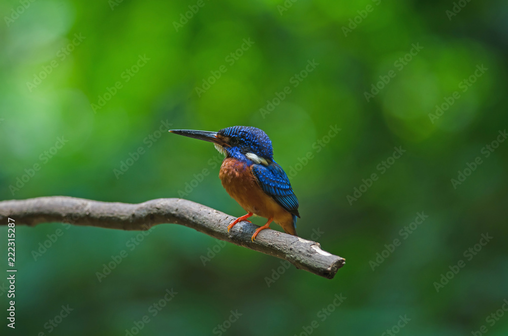 Blue-eared Kingfisher (Alcedo meninting) Blue-eared Kingfisher (Alcedo meninting)