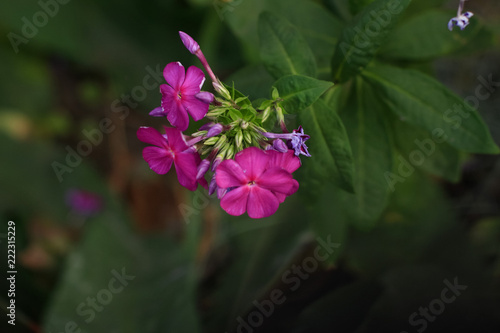 Flower nature garden