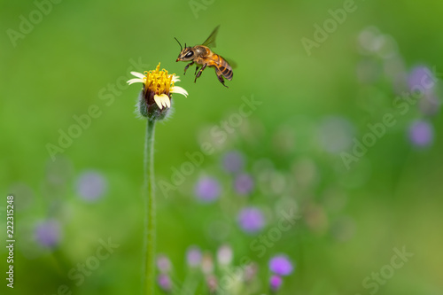 A bee in flight is approaching a Tridax Procumbens flower to collect the nectar © phichak
