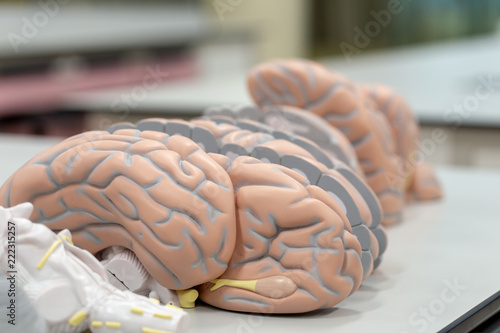 Human brain model for education in laboratory. photo