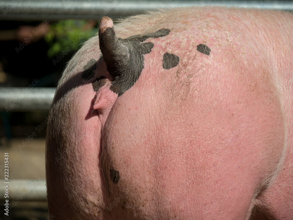 Naklejka premium Schweinehintern mit kupiertem Schwanz